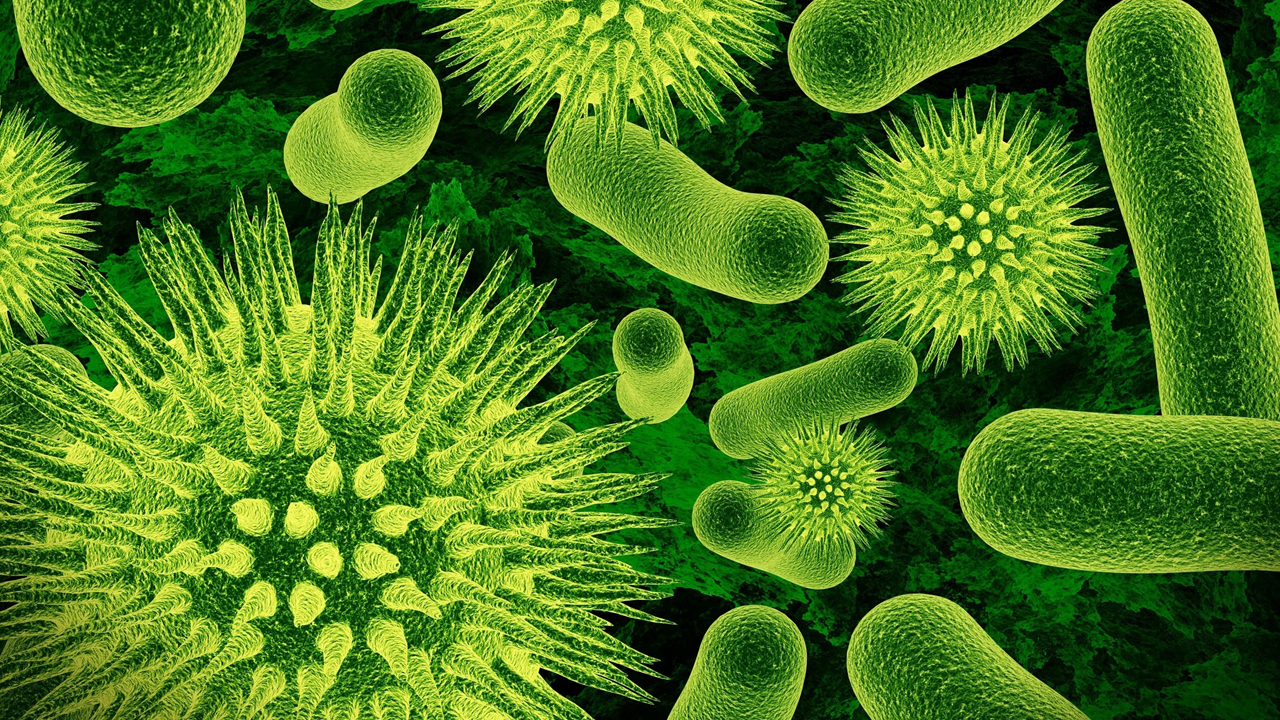 О чем говорят бактерии?
